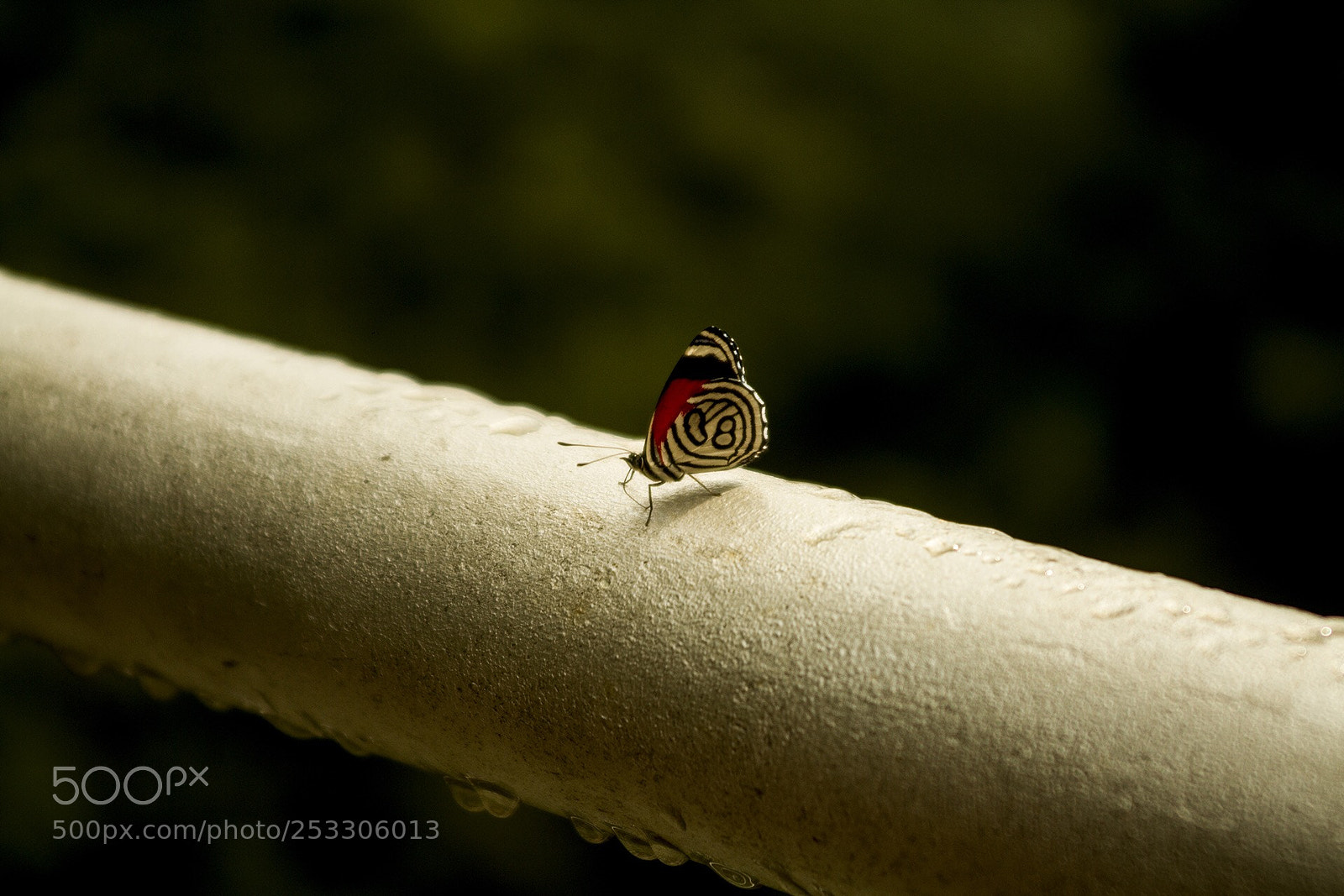 Canon EOS 7D sample photo. Race butterfly photography