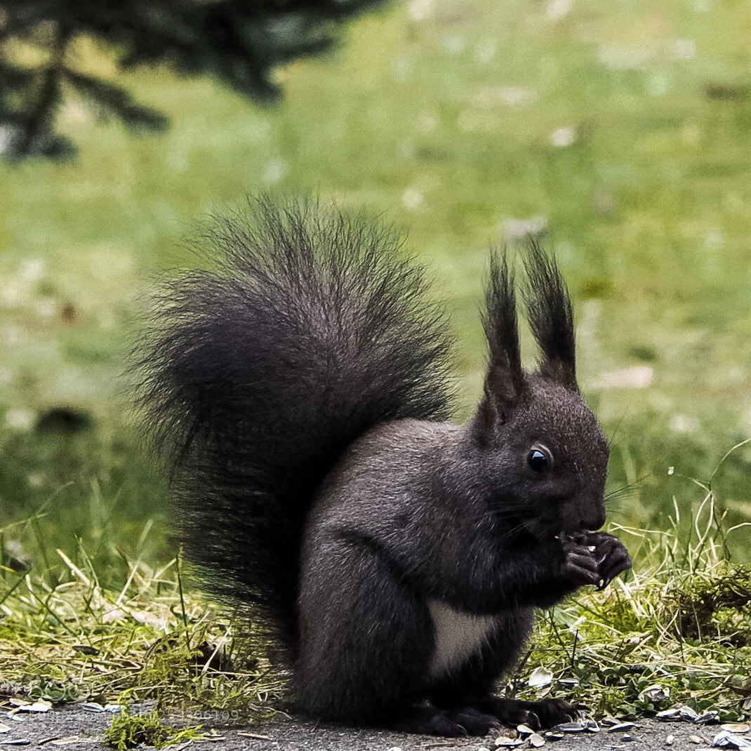 Olympus OM-D E-M10 II sample photo. Black squirrel  photography