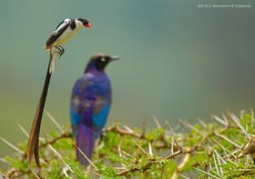 Nikon D7000 sample photo. Jump over.. pin tail photography