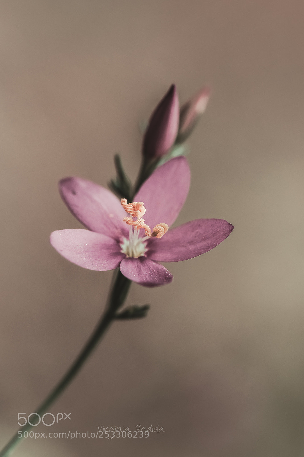 Canon EOS 80D sample photo. *** photography