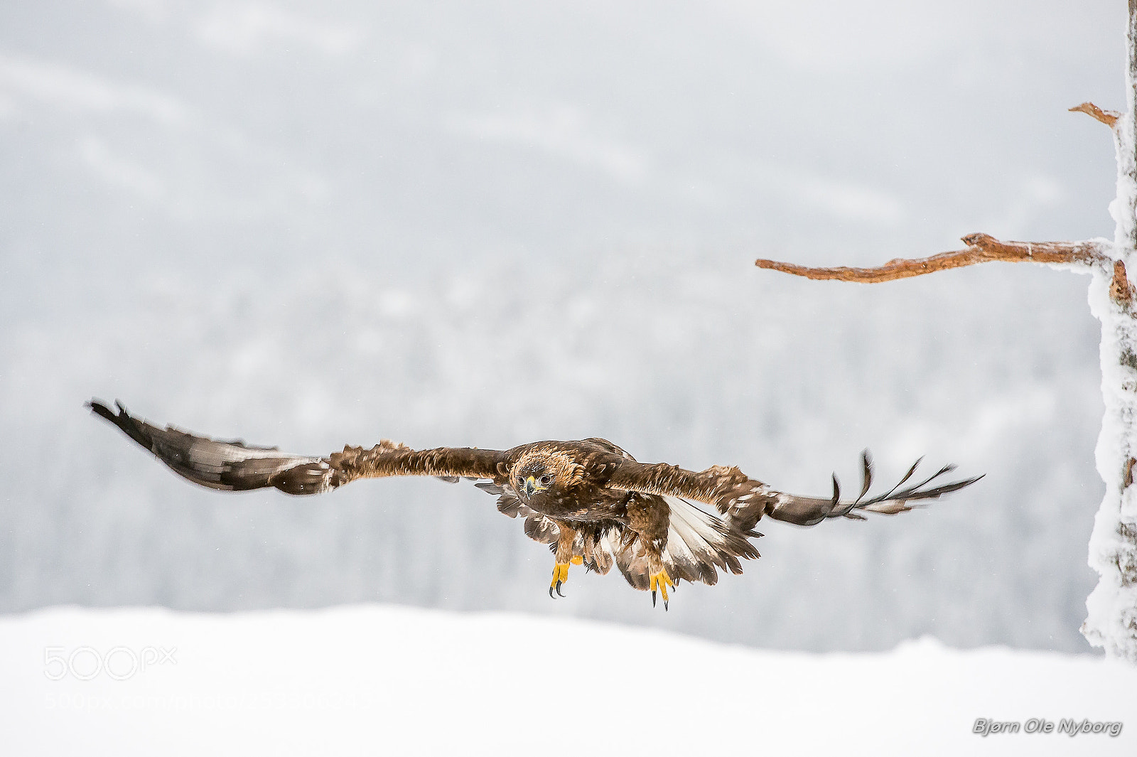 Nikon D4 sample photo. Golden eagle 12 photography