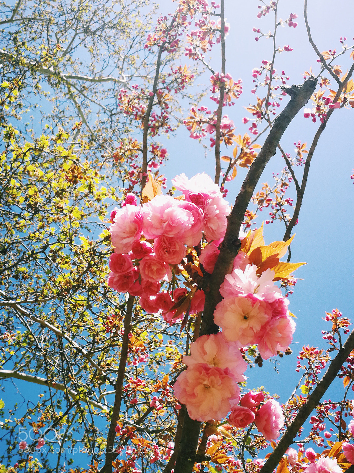 HUAWEI P10 sample photo. Spring photography
