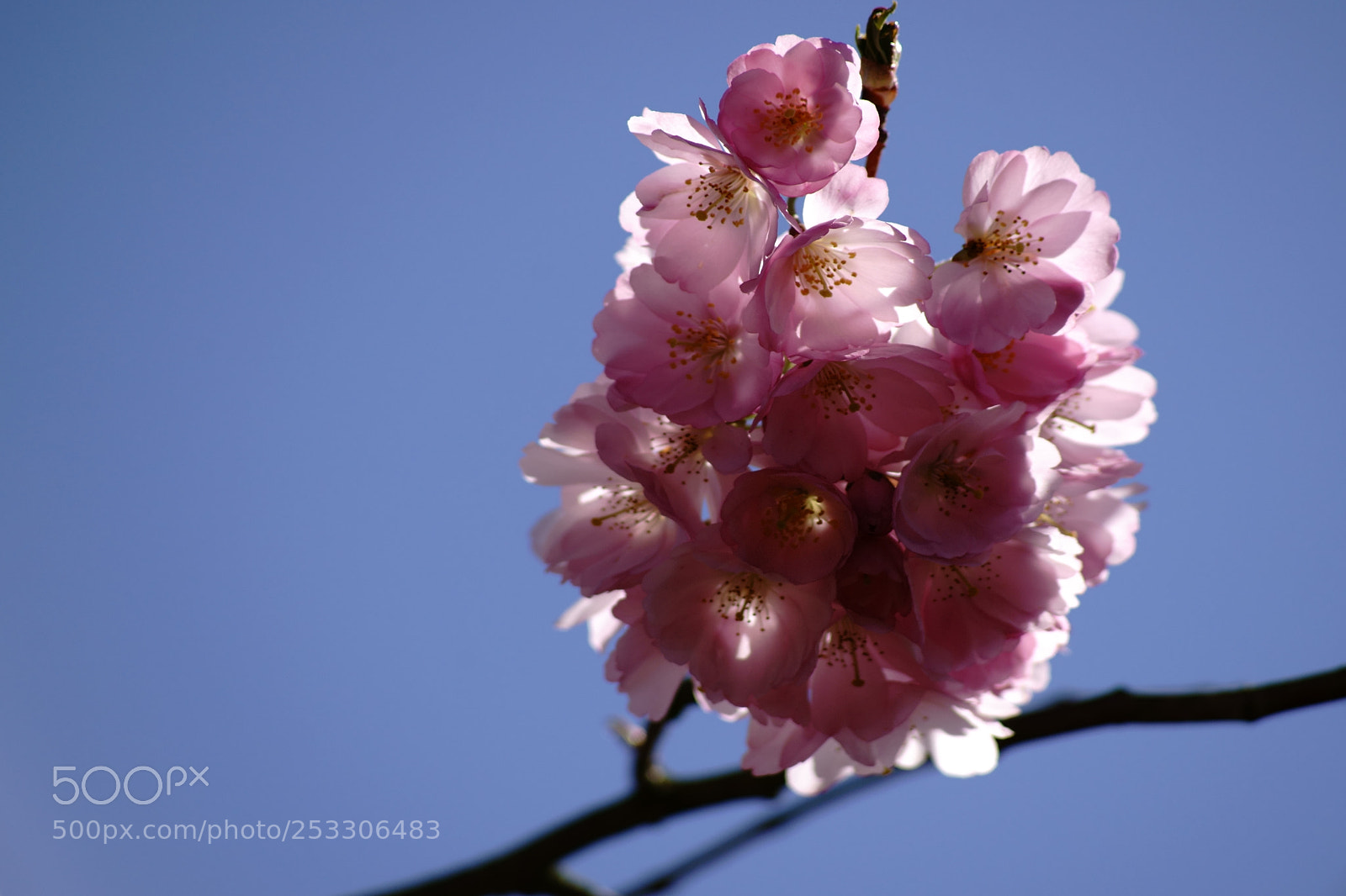 Sony a7 II sample photo. Cherry blossom in the photography