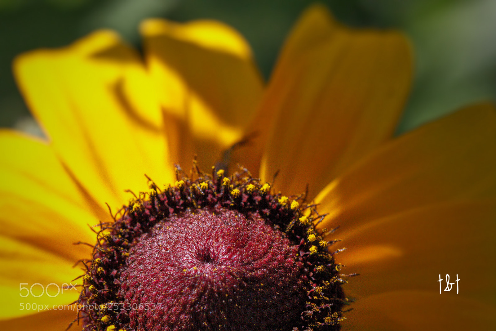 Canon EOS 7D sample photo. Untitled photography