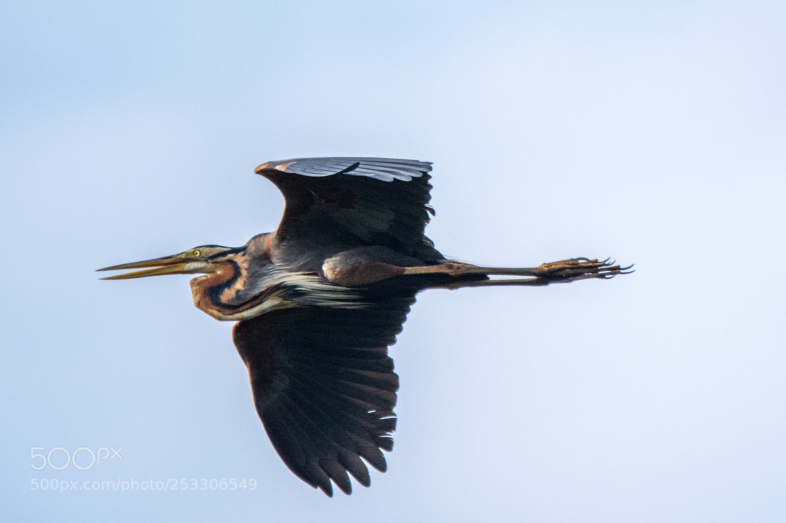 Nikon D7200 sample photo. Purple heron (dsc_6811) photography