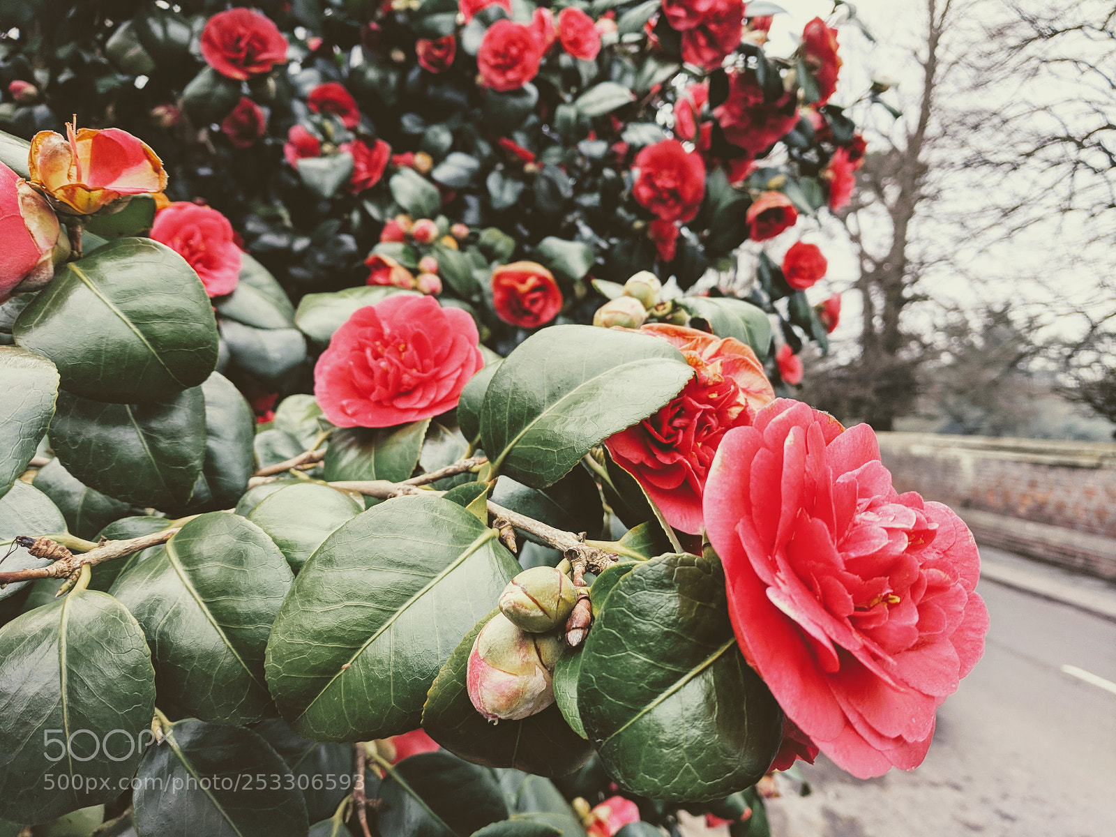 Google Pixel sample photo. Untitled photography