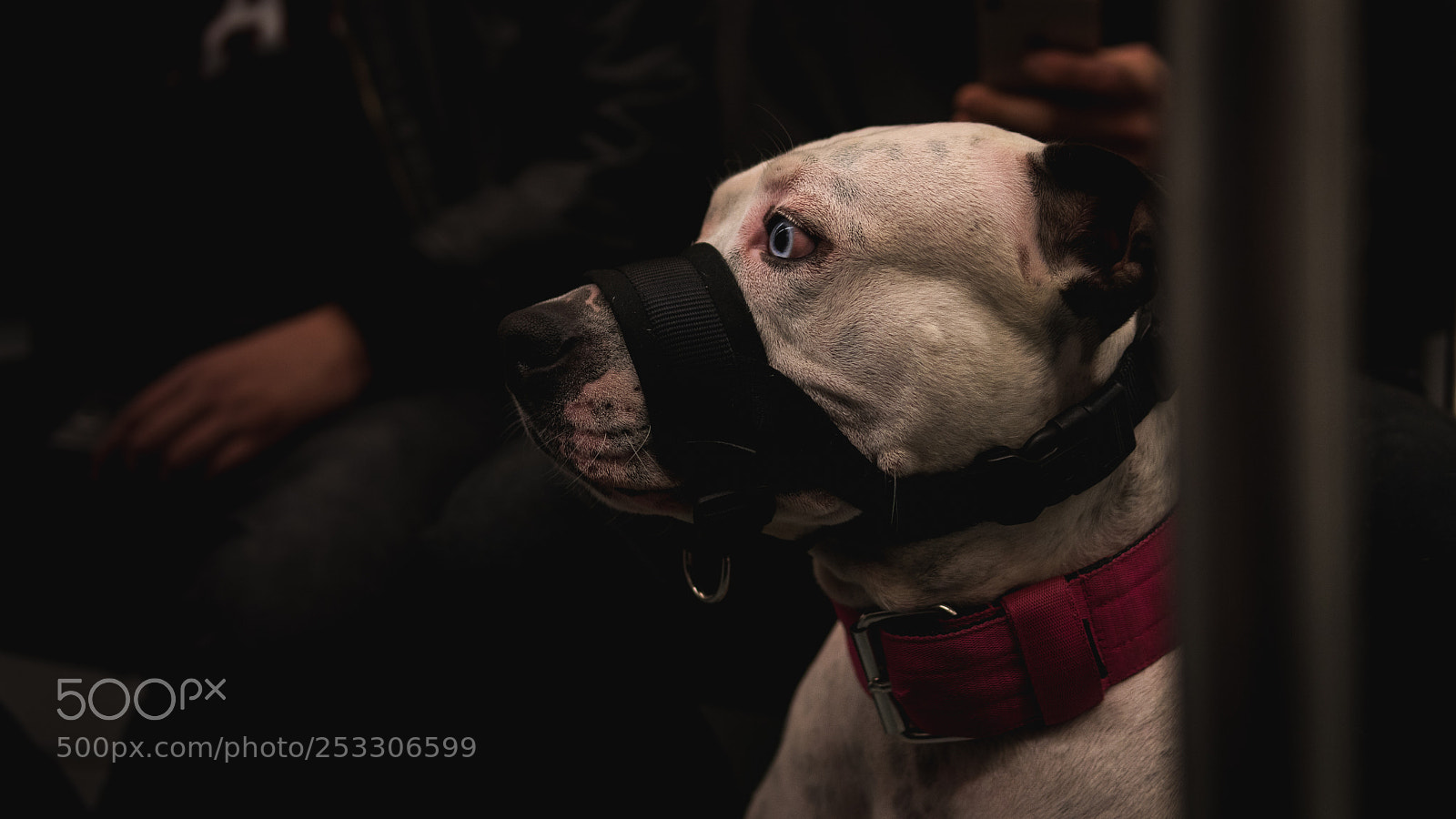 Sony a6300 sample photo. Metro dogg photography
