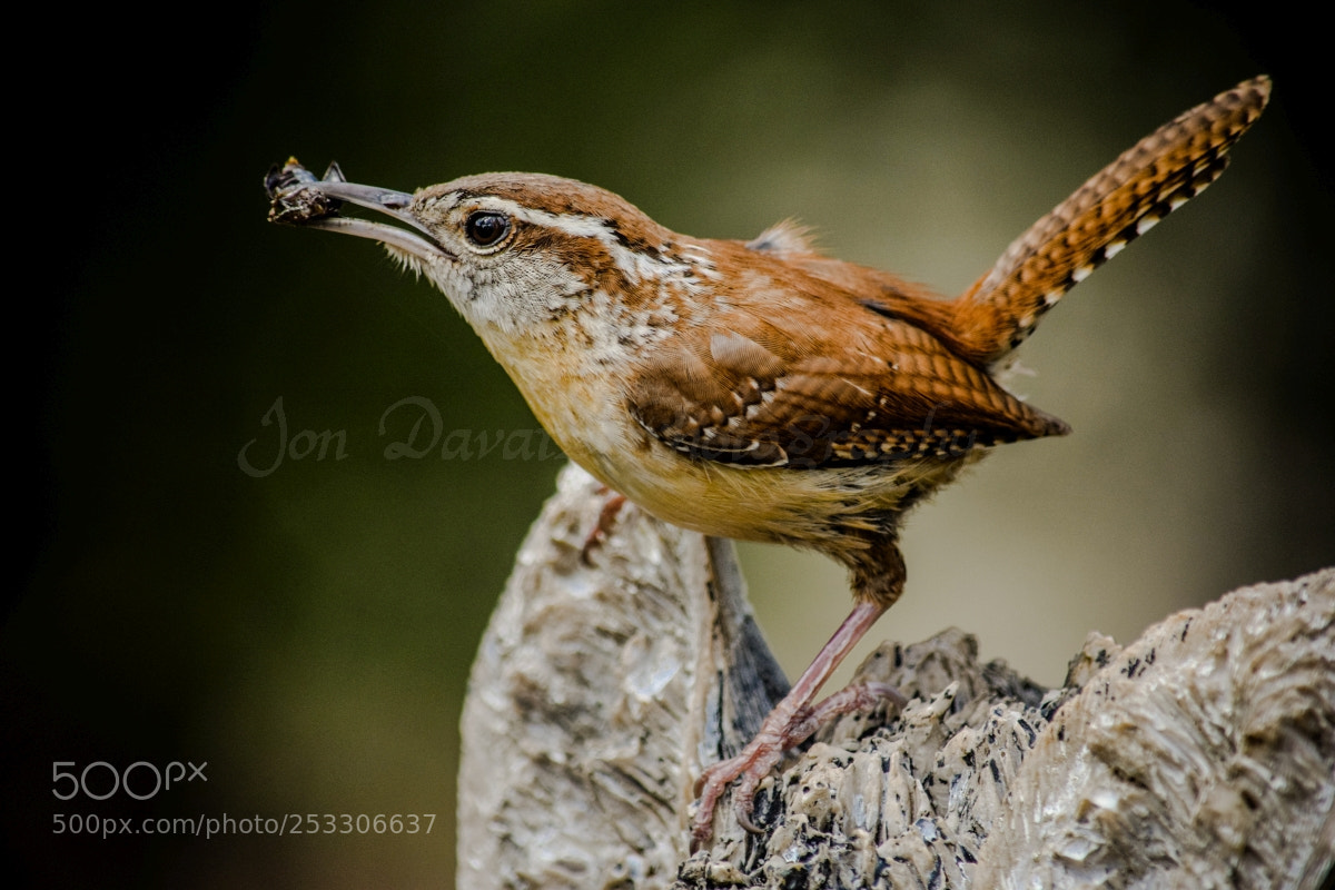 Nikon D5300 sample photo. Carolina wren photography