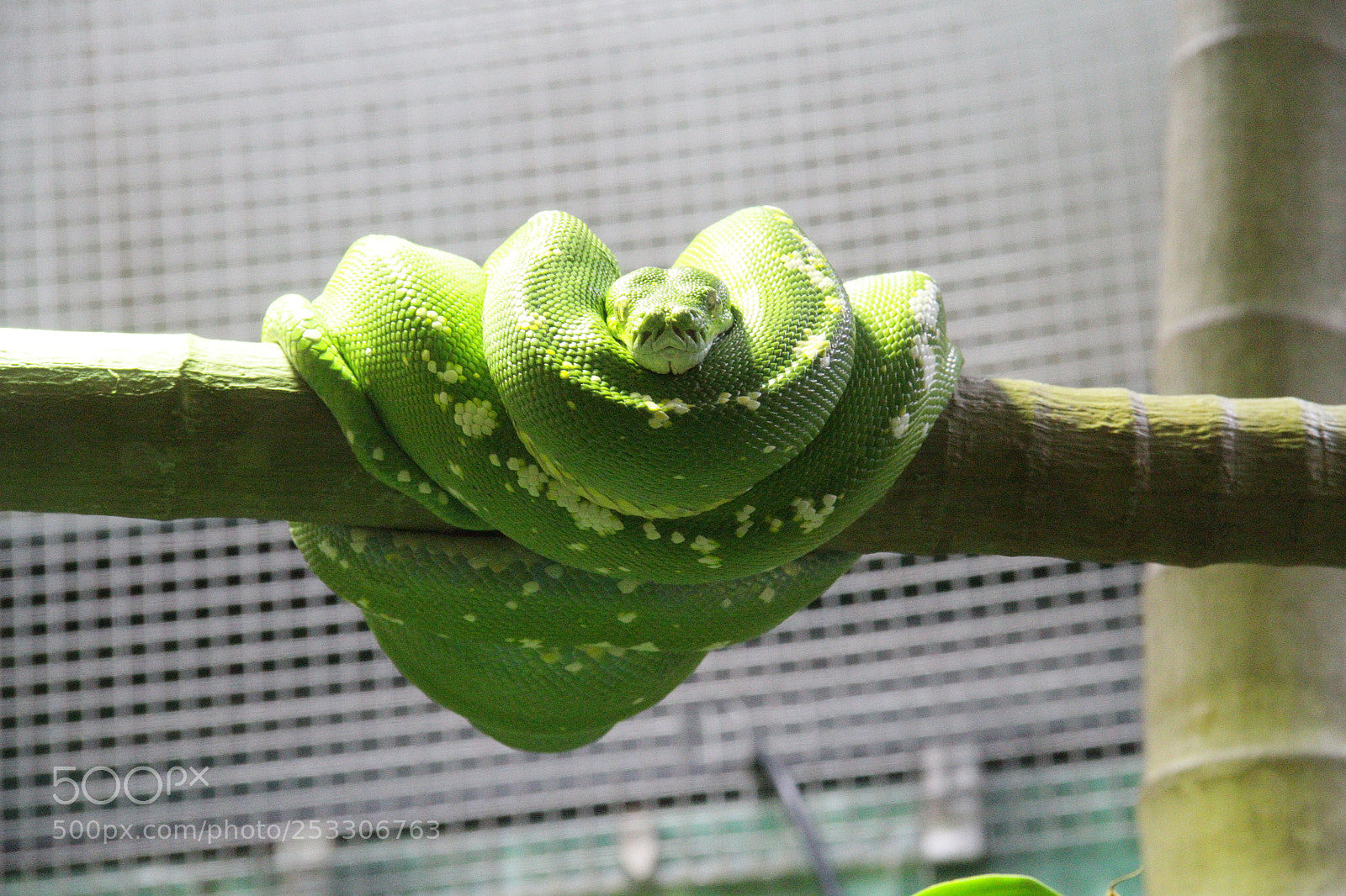 Canon EF-S 18-135mm F3.5-5.6 IS sample photo. Australian green python photography
