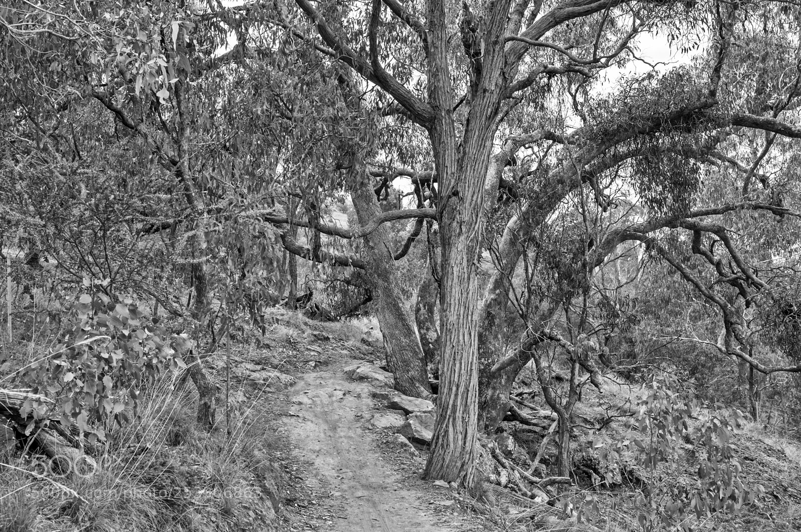 Fujifilm X-T1 sample photo. Around the trees photography