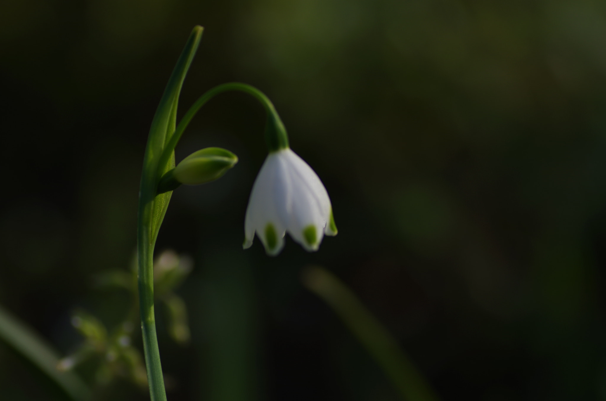 Pentax K-30 + Tamron SP AF 90mm F2.8 Di Macro sample photo. 「・・・already, the limit・・・・」 photography