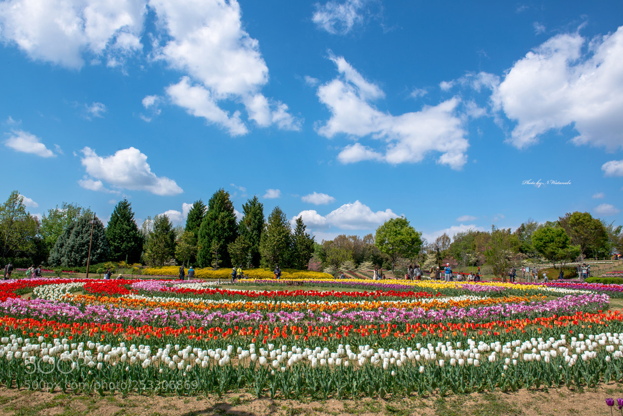 Nikon D800 sample photo. Tulip field photography