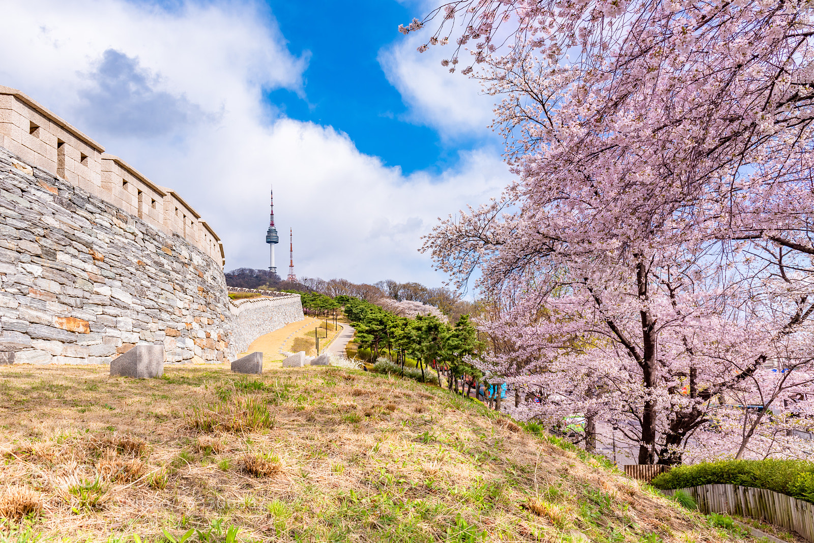 Nikon D810 sample photo. Cherry blossom of seoul photography