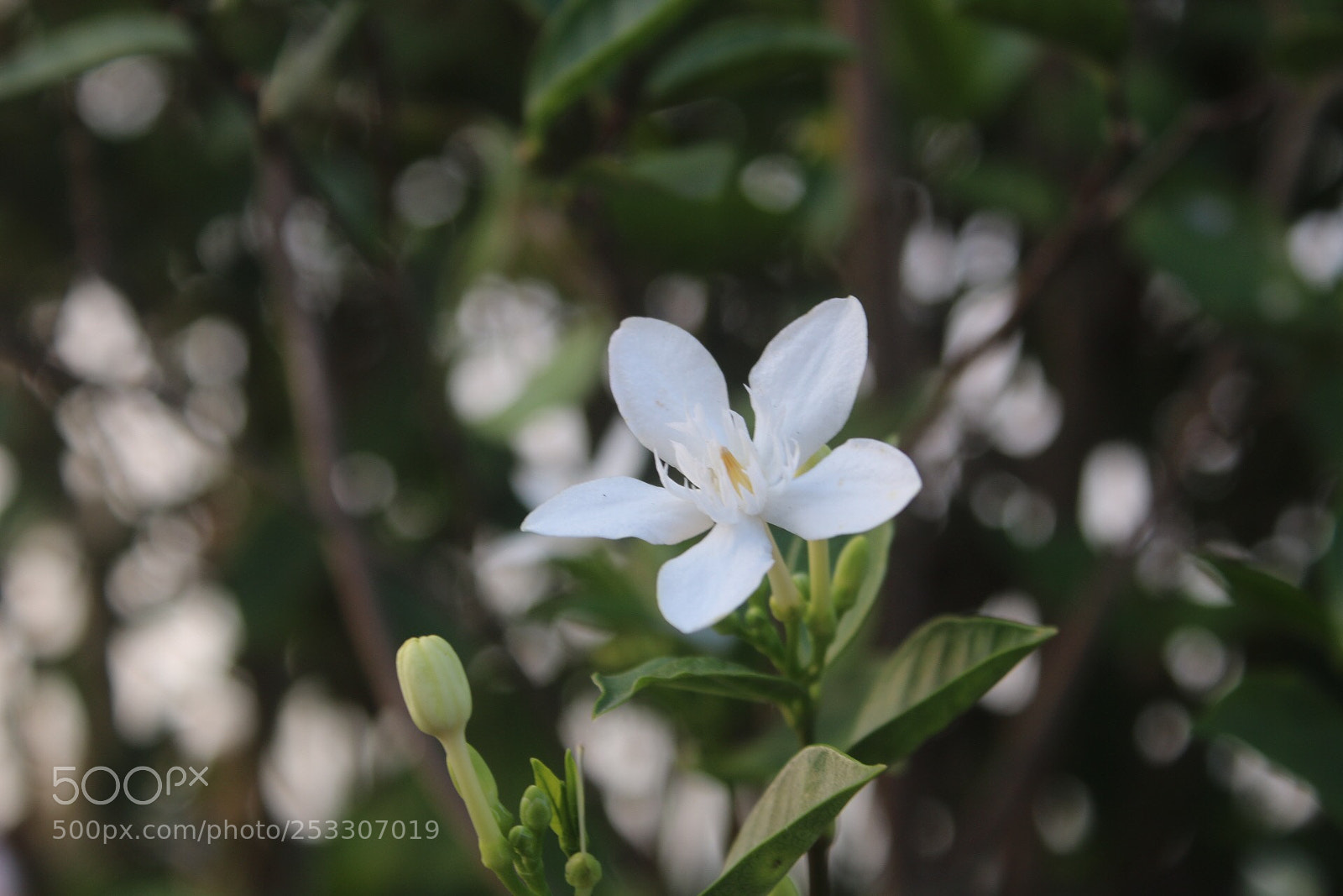 Canon EOS 70D sample photo. Untitled photography