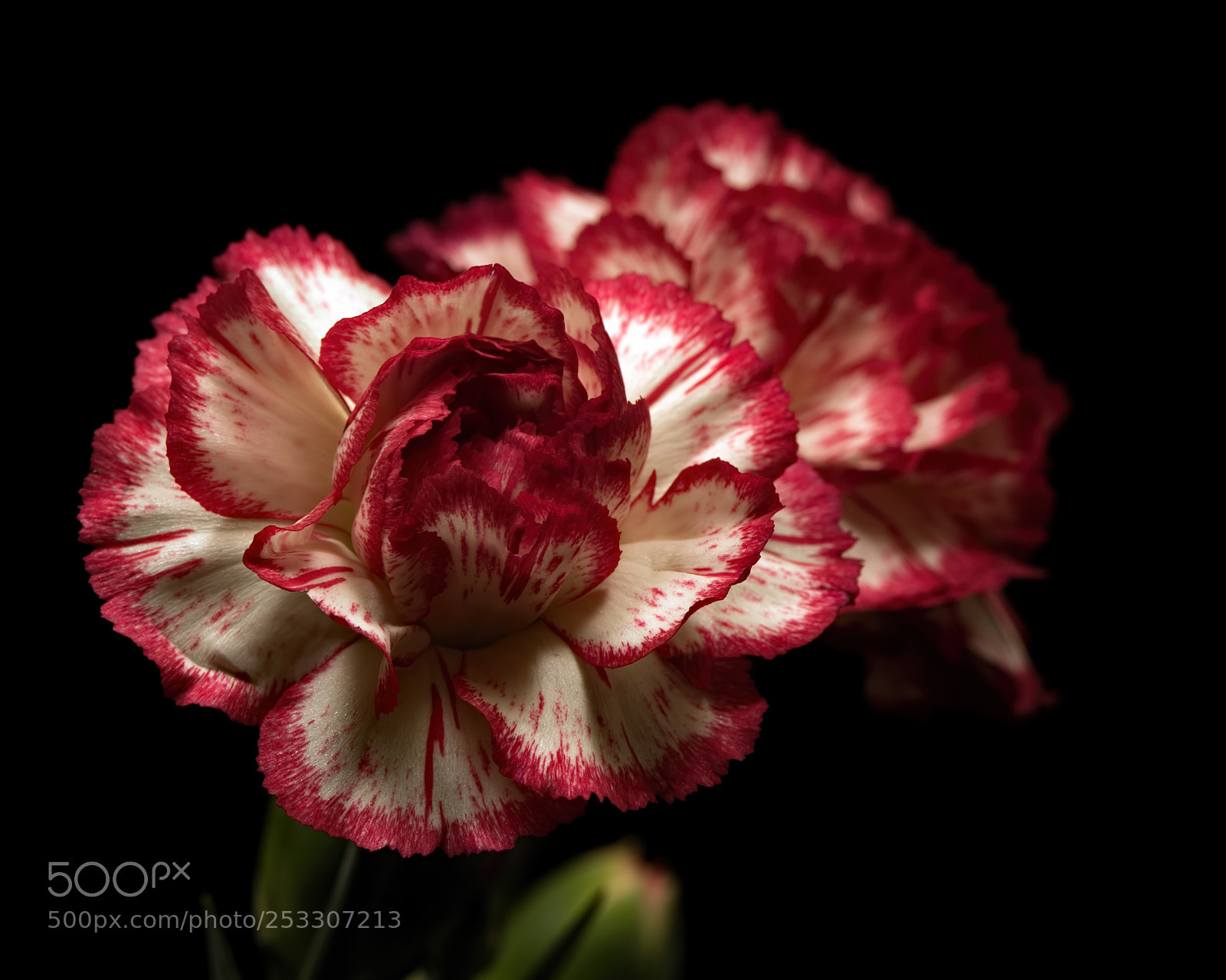 Nikon D810 sample photo. Single carnation 1212 photography