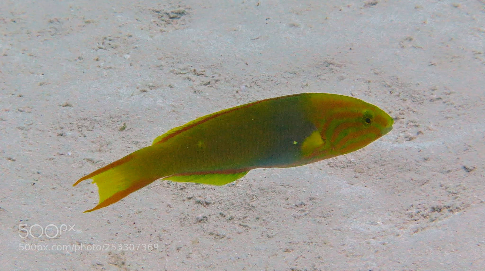 Canon PowerShot G16 sample photo. Moon wrasse photography
