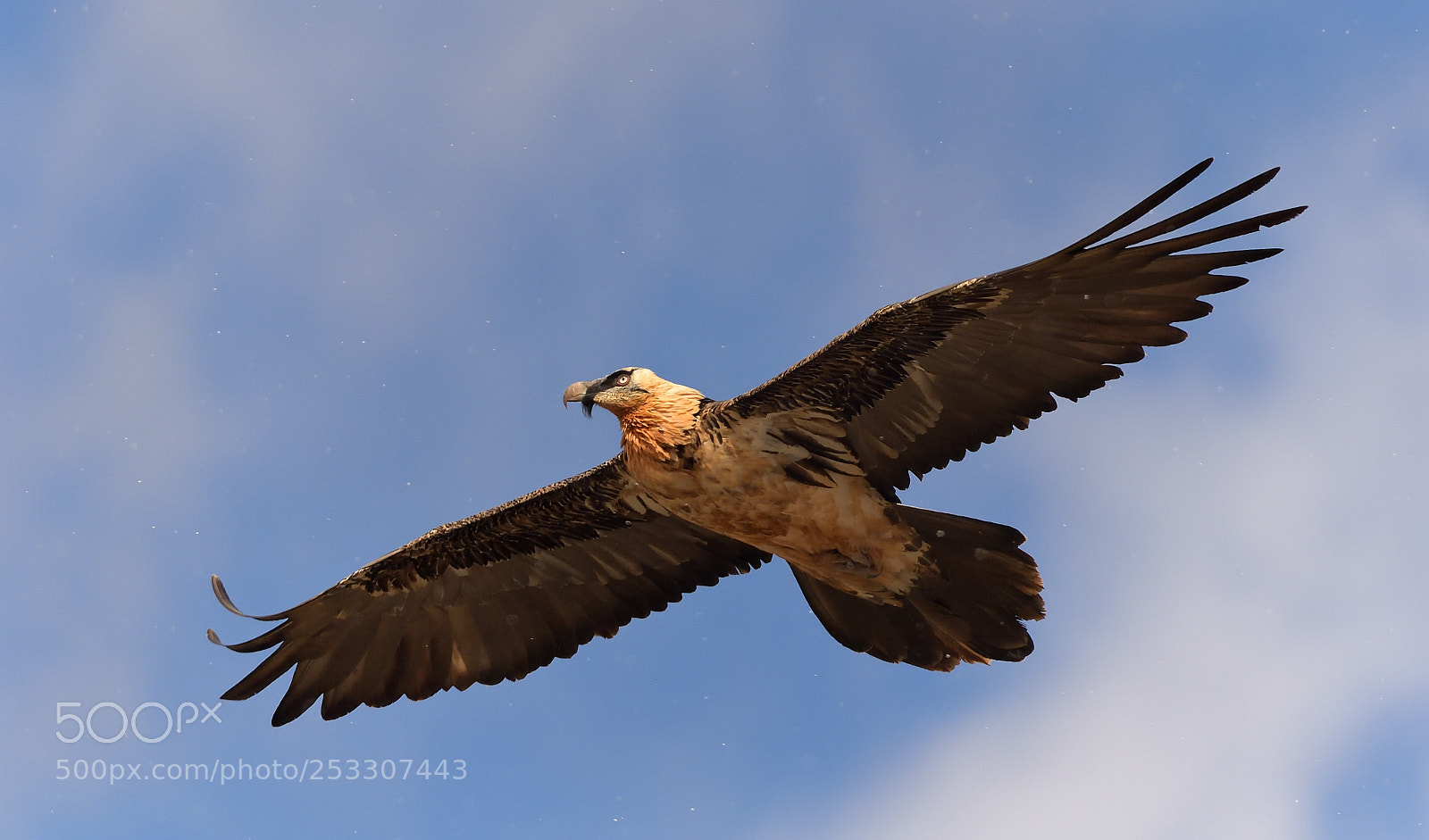 Nikon D5 sample photo. Bearded vultures photography