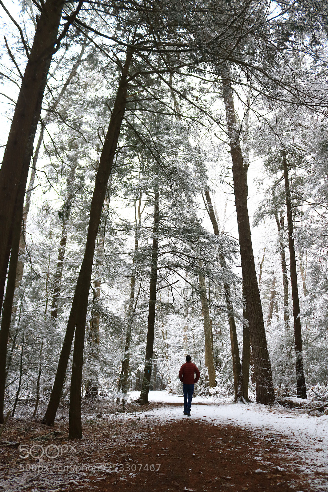 Canon EOS 750D (EOS Rebel T6i / EOS Kiss X8i) sample photo. Walking among giants photography