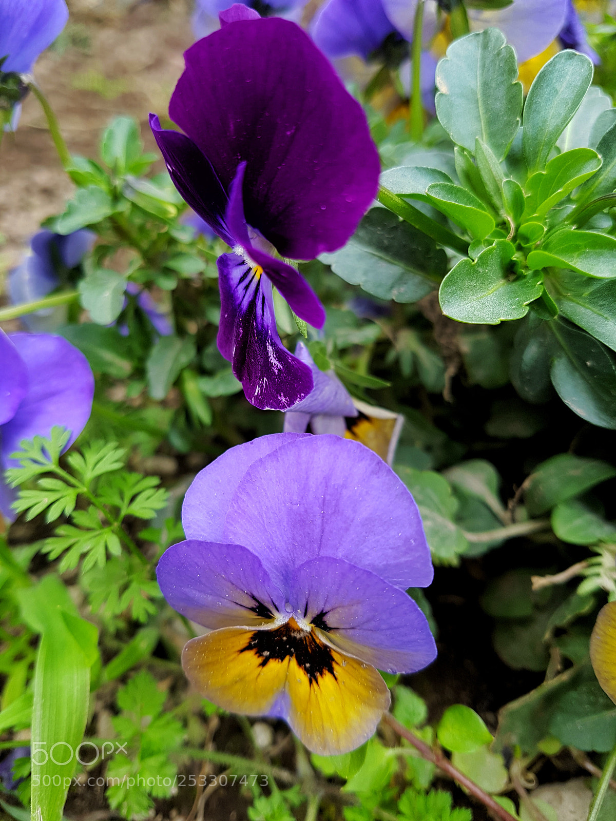 Samsung Galaxy S7 Edge sample photo. Purple photography