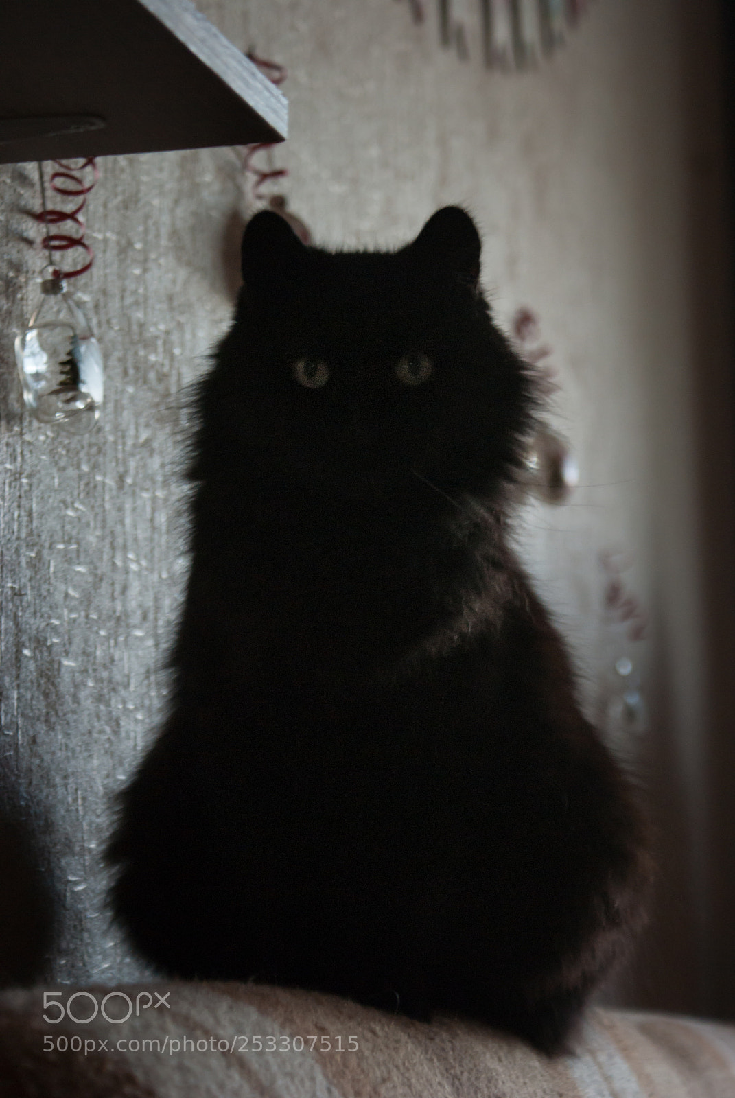 Sony Alpha DSLR-A300 sample photo. Christmas cat photography