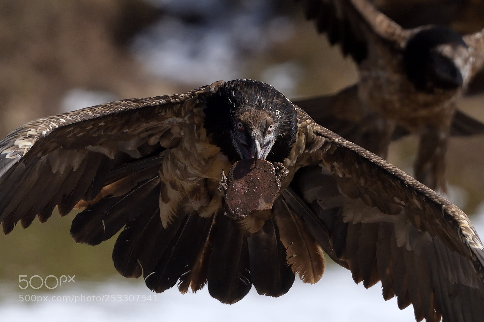 Nikon D5 sample photo. Bearded vultures photography