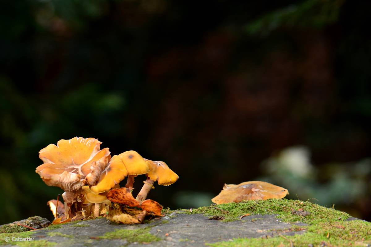 Nikon AF-S Micro-Nikkor 105mm F2.8G IF-ED VR sample photo. Tired photography