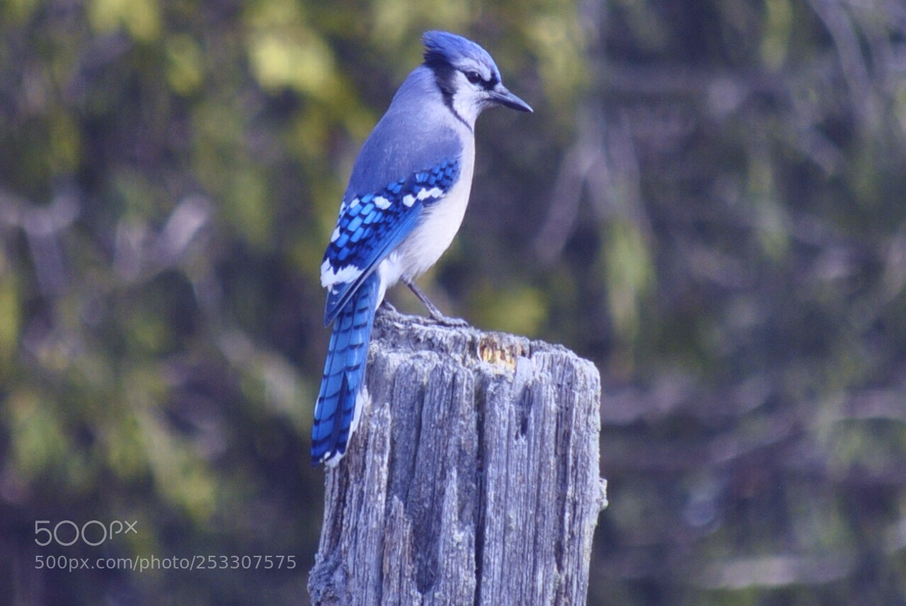 Nikon D5000 sample photo. Blue jay posting photography