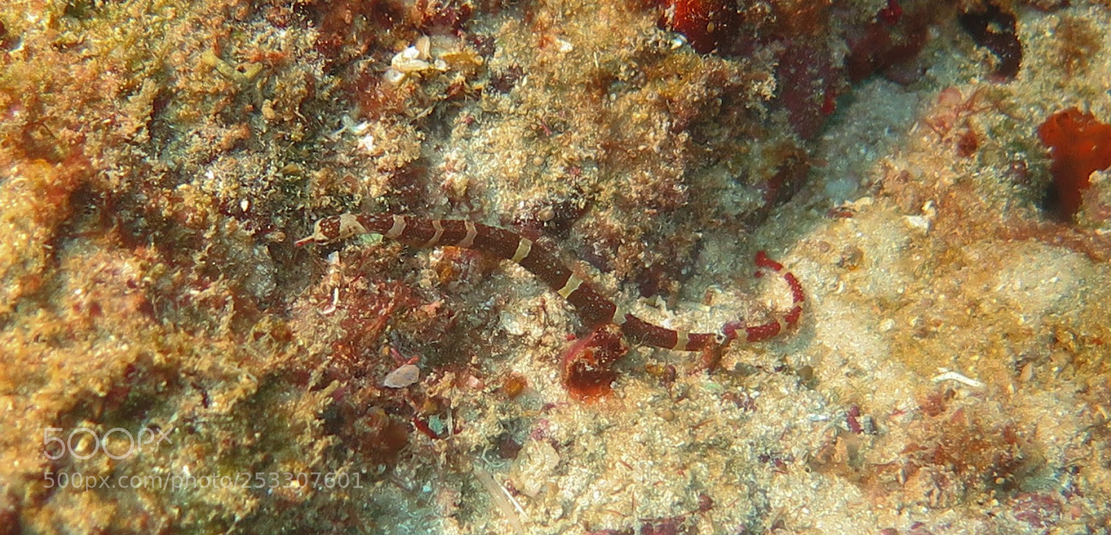 Canon PowerShot G16 sample photo. Pipefish photography
