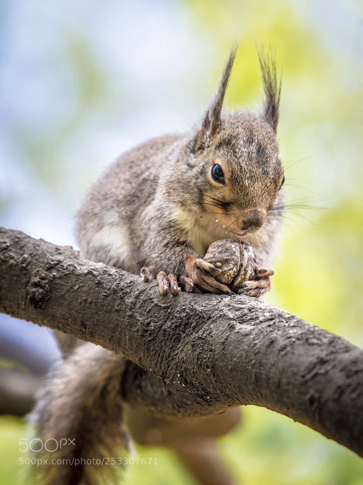 Nikon D5 sample photo. A squirrel photography