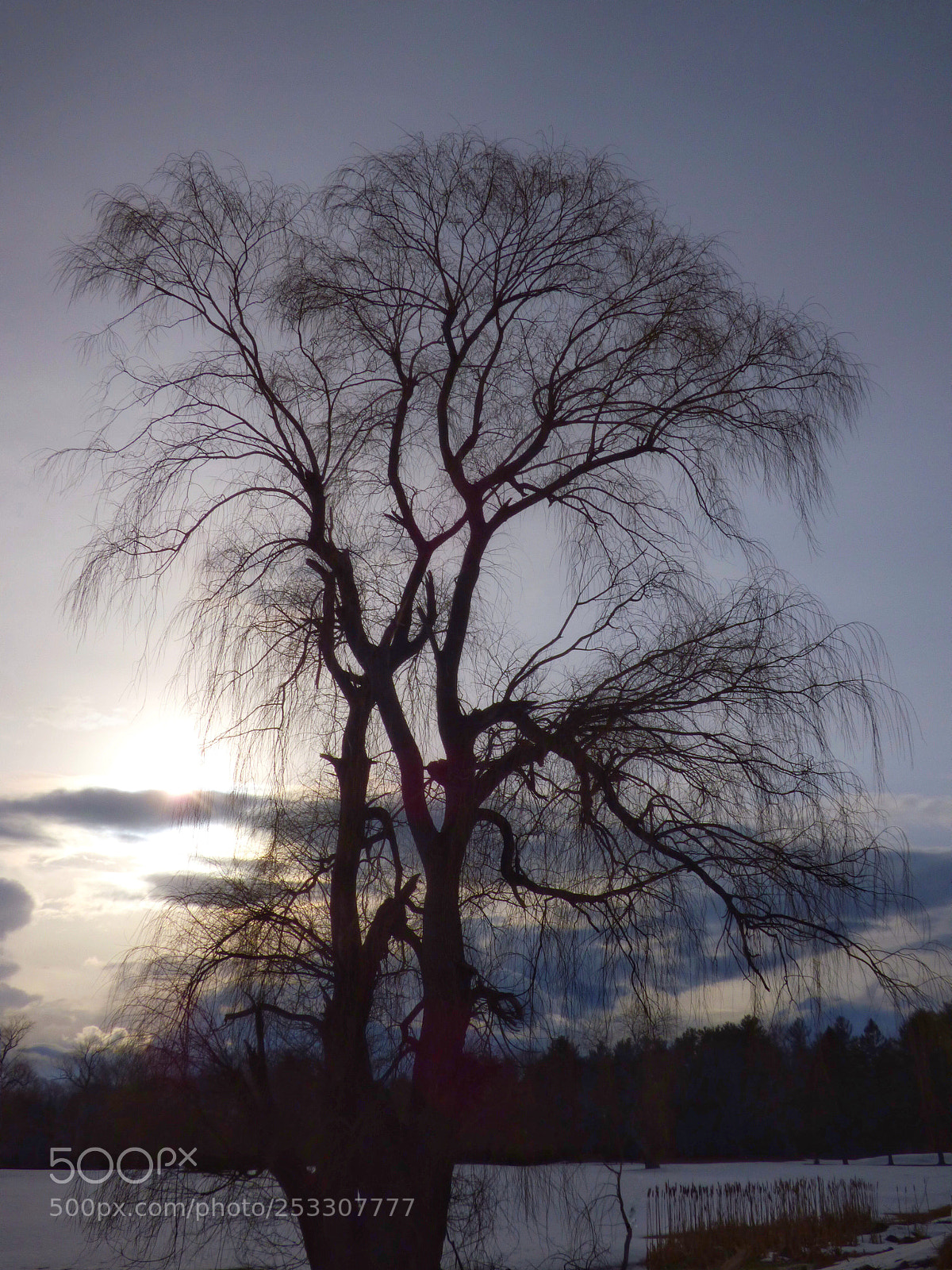 Panasonic Lumix DMC-FZ70 sample photo. Tree portrait photography