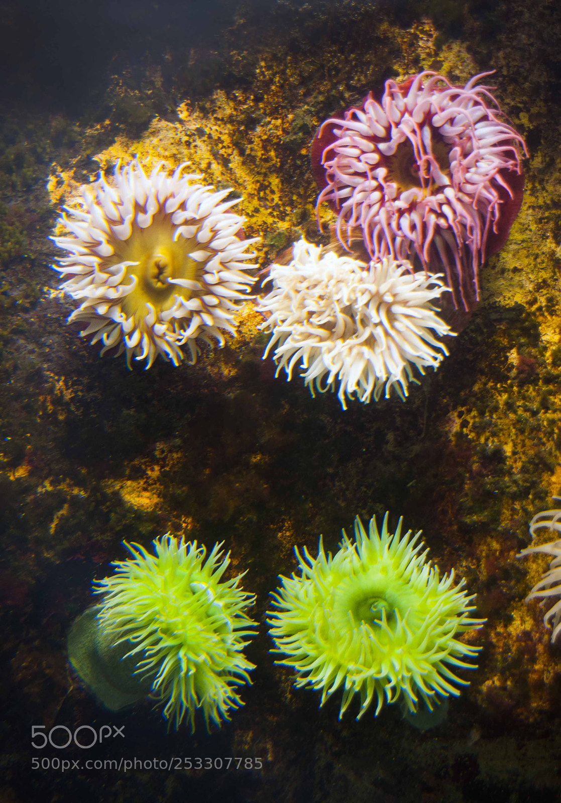 Nikon D300 sample photo. Under water animals photography