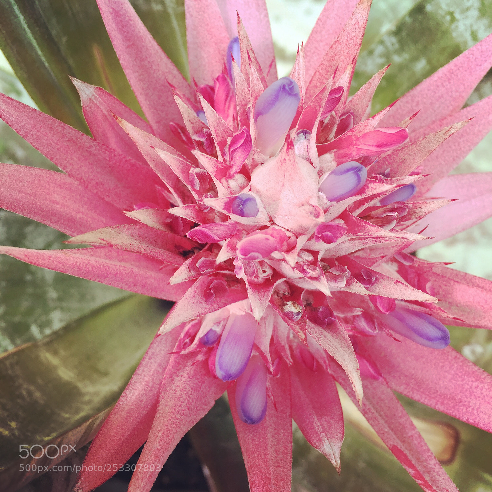 Apple iPhone 6 sample photo. Flower photography
