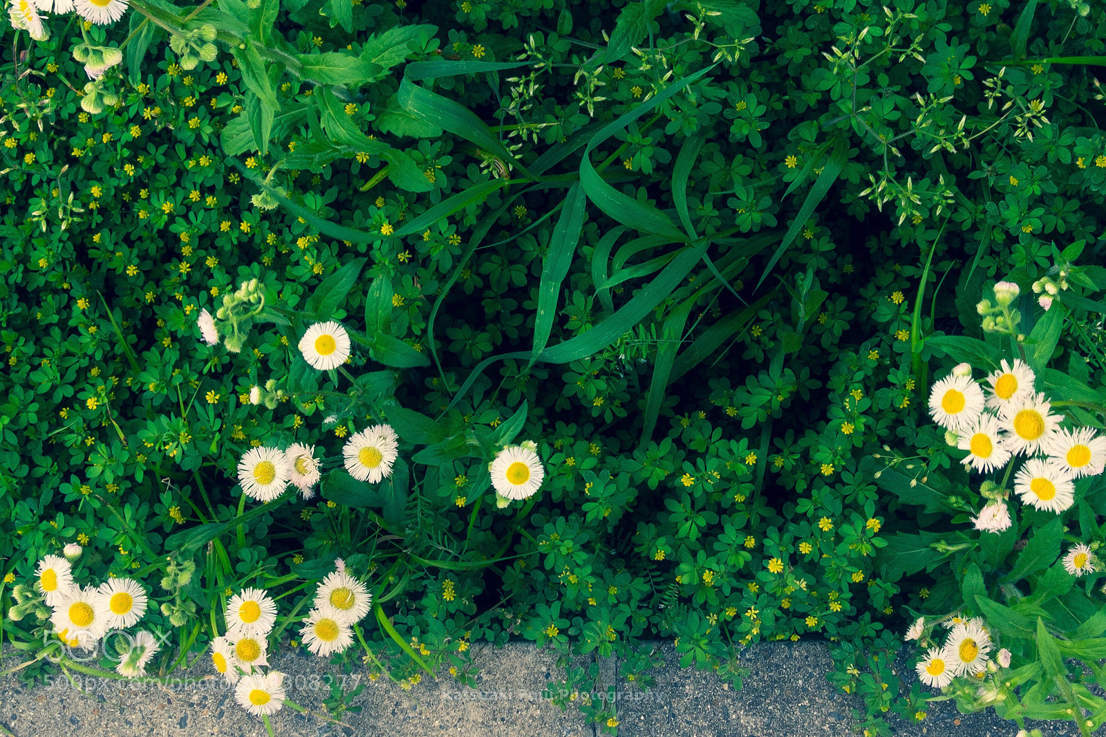 Olympus OM-D E-M10 sample photo. Annual fleabane photography