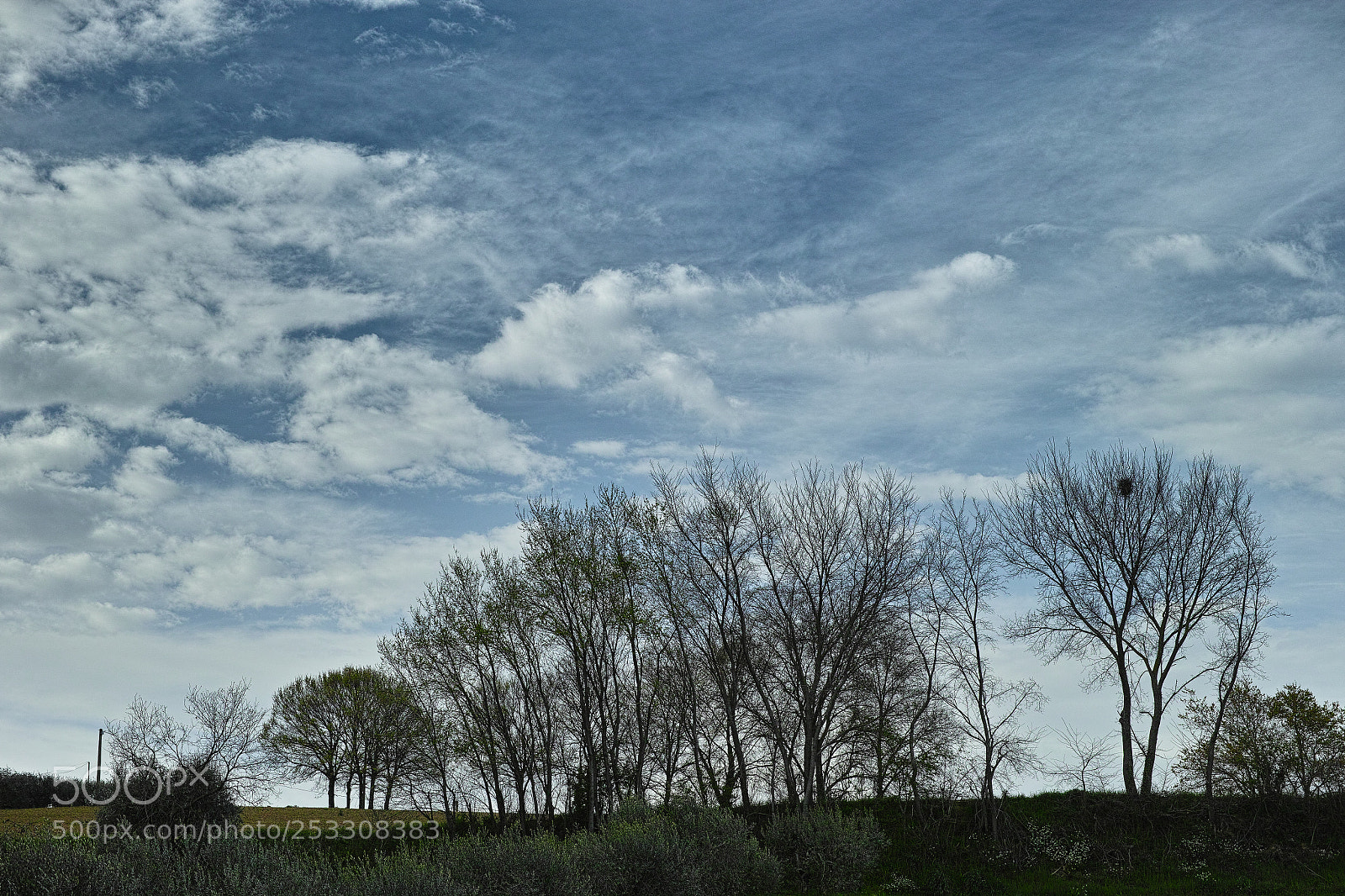 Sigma DP3 Merrill sample photo. Sprouts and clouds photography