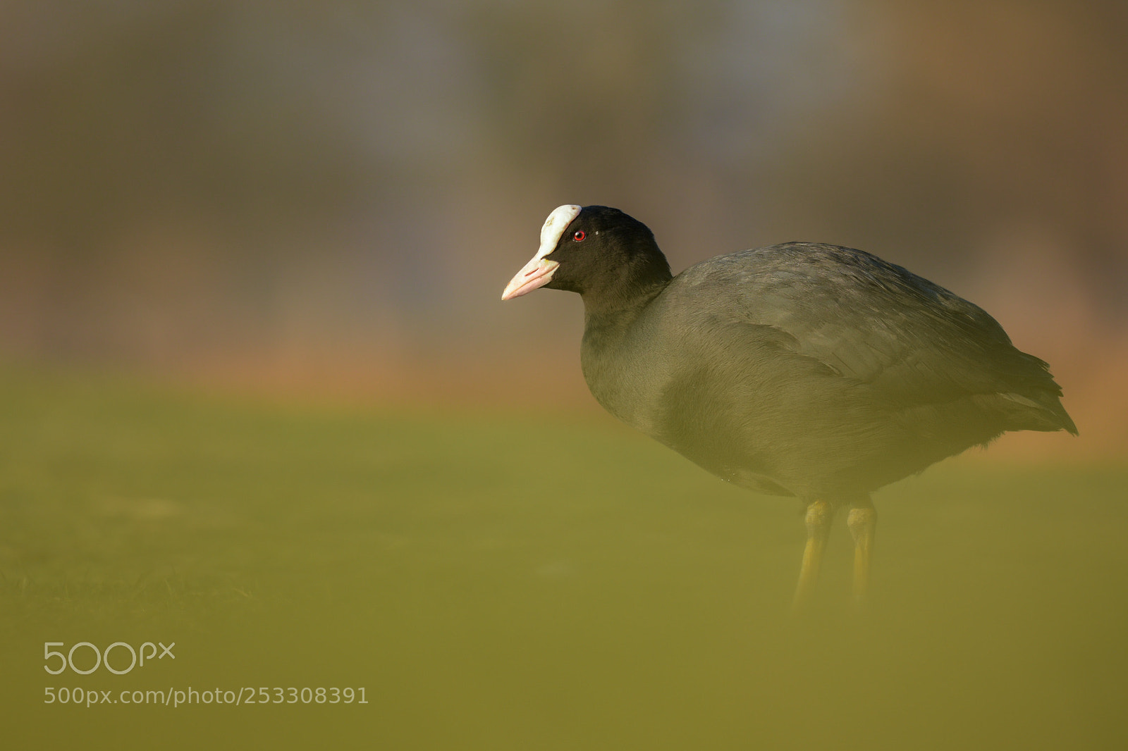 Nikon D7200 sample photo. Coot photography