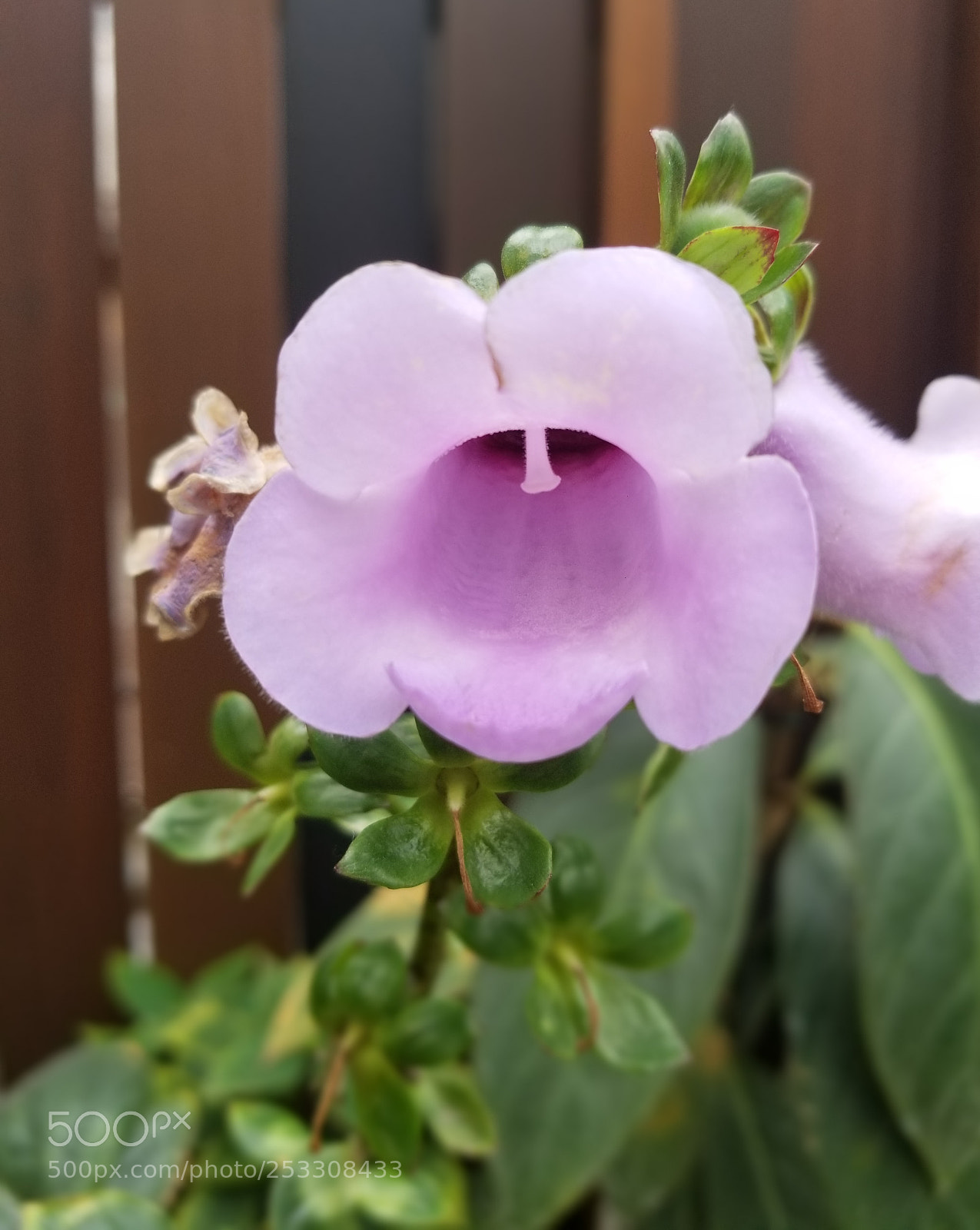 Samsung Galaxy S8 sample photo. Flower 3 photography
