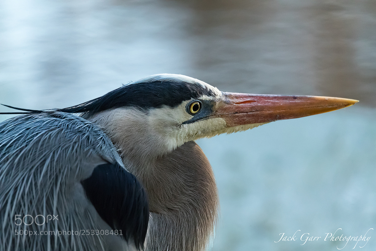 Canon EOS-1D X Mark II sample photo. Great blue heron profile photography