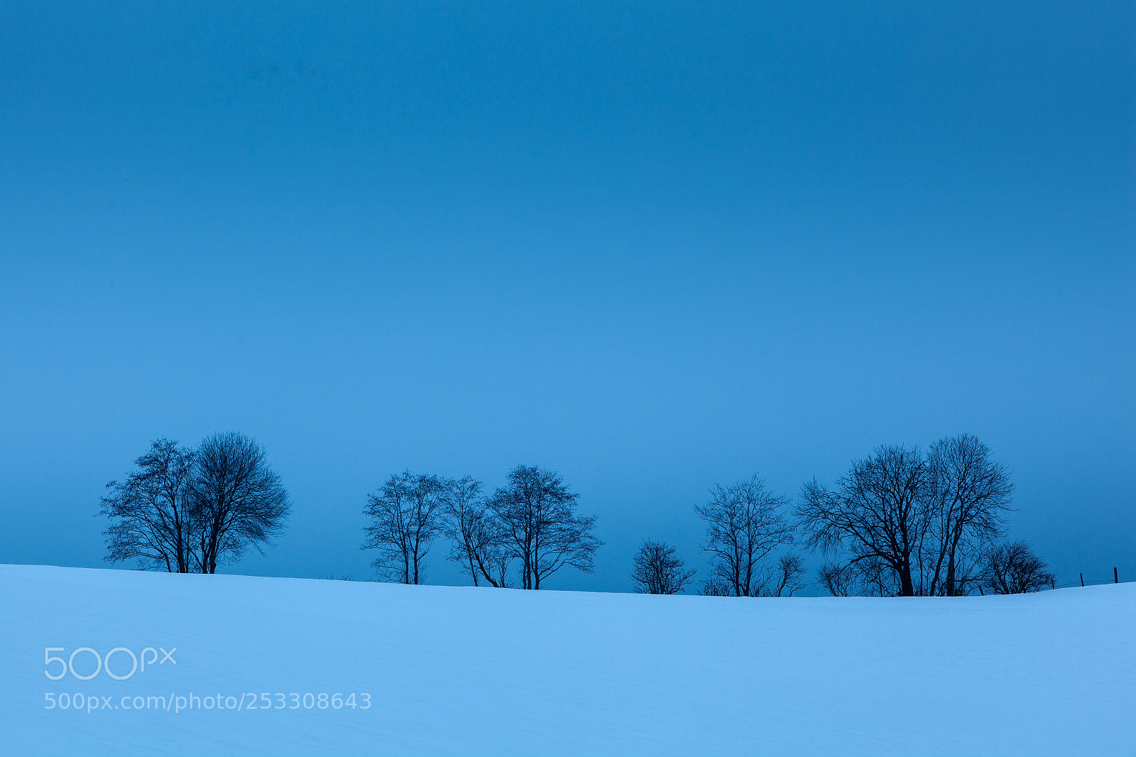 Canon EOS 5D Mark II sample photo. Trees photography