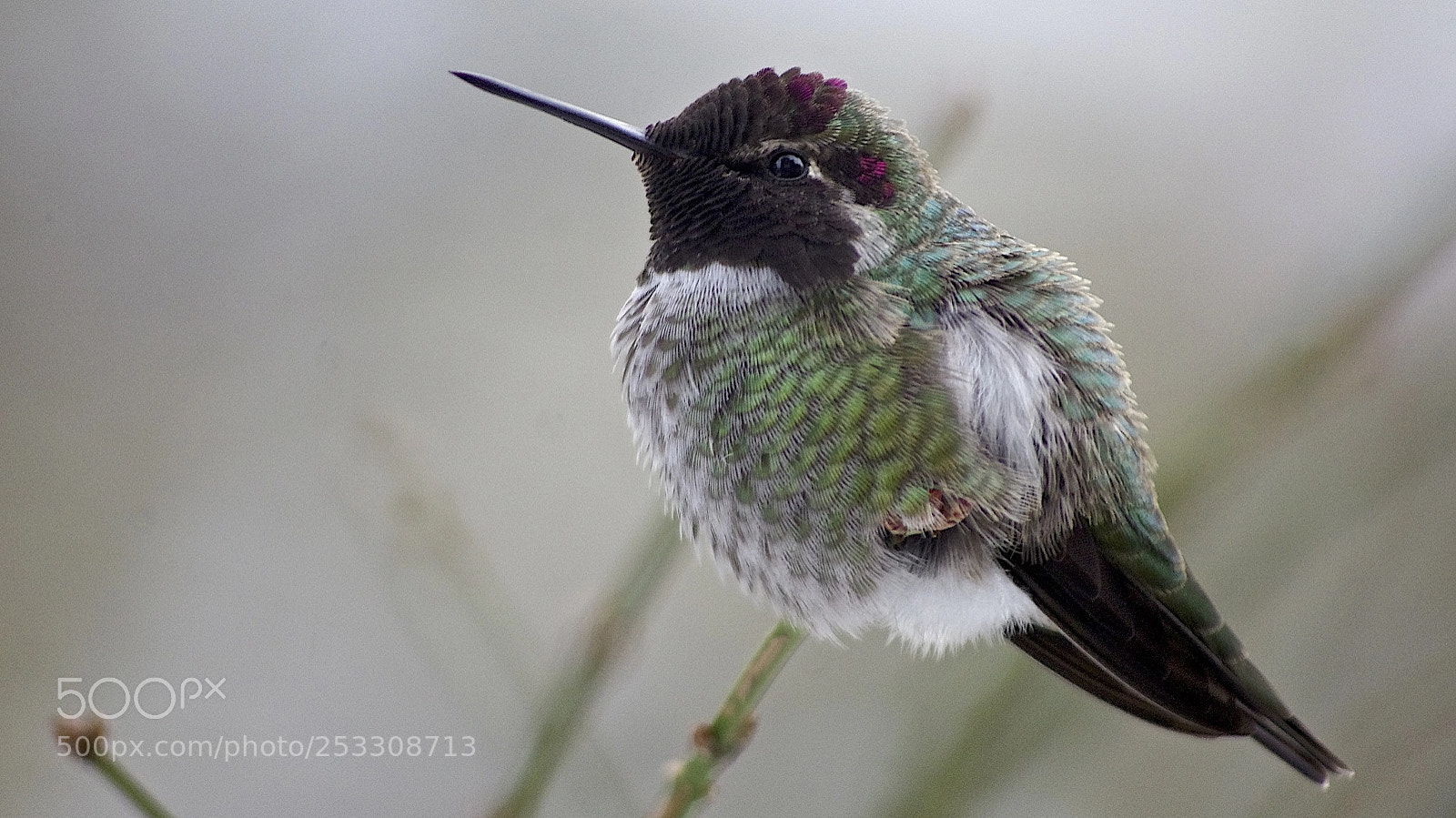Pentax K-5 sample photo. Kitchen window visitor photography