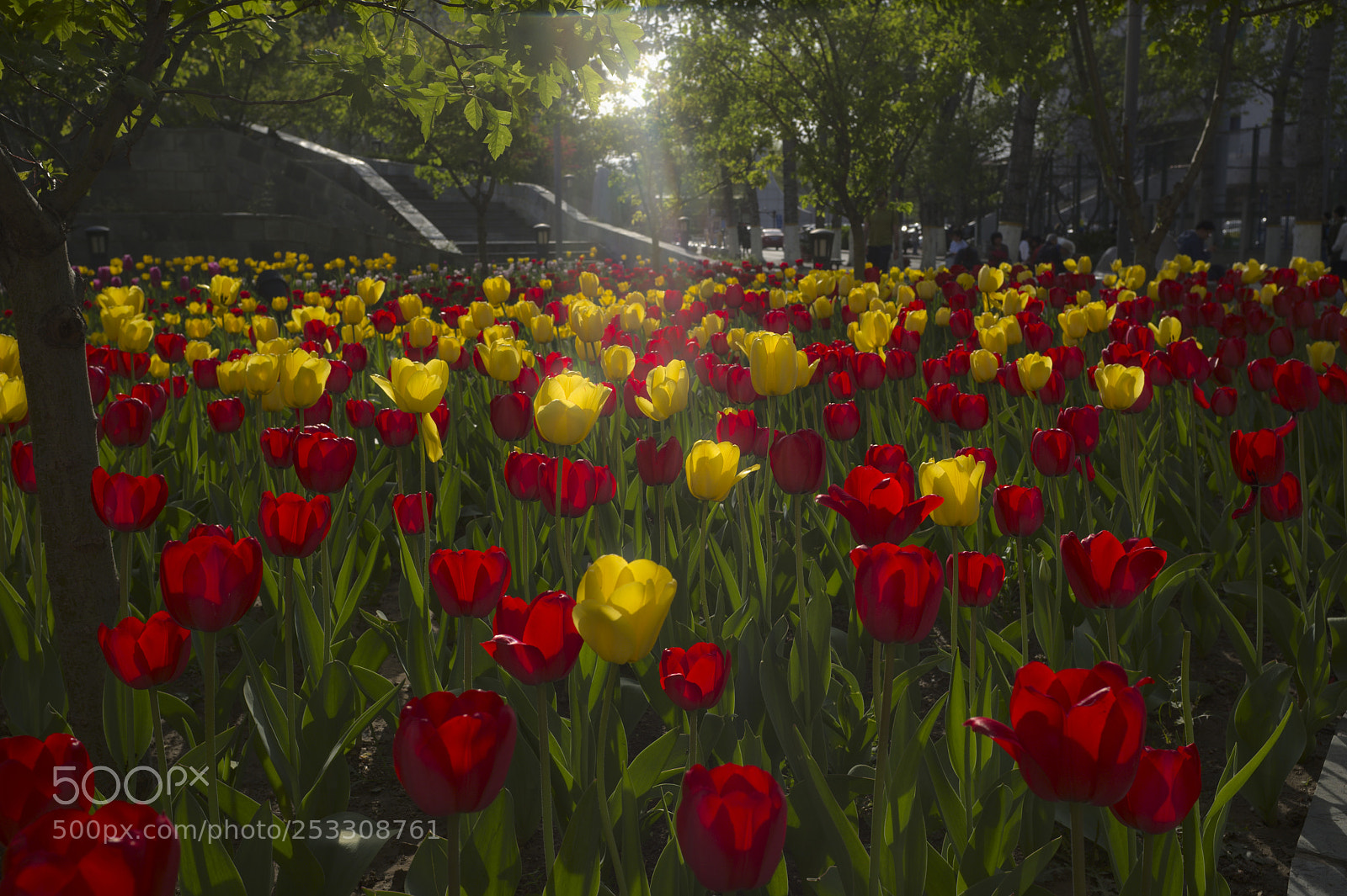 Fujifilm X100F sample photo. Tulips photography