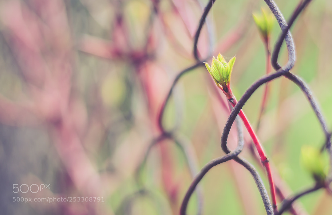 Nikon D5100 sample photo. Spring_3 photography