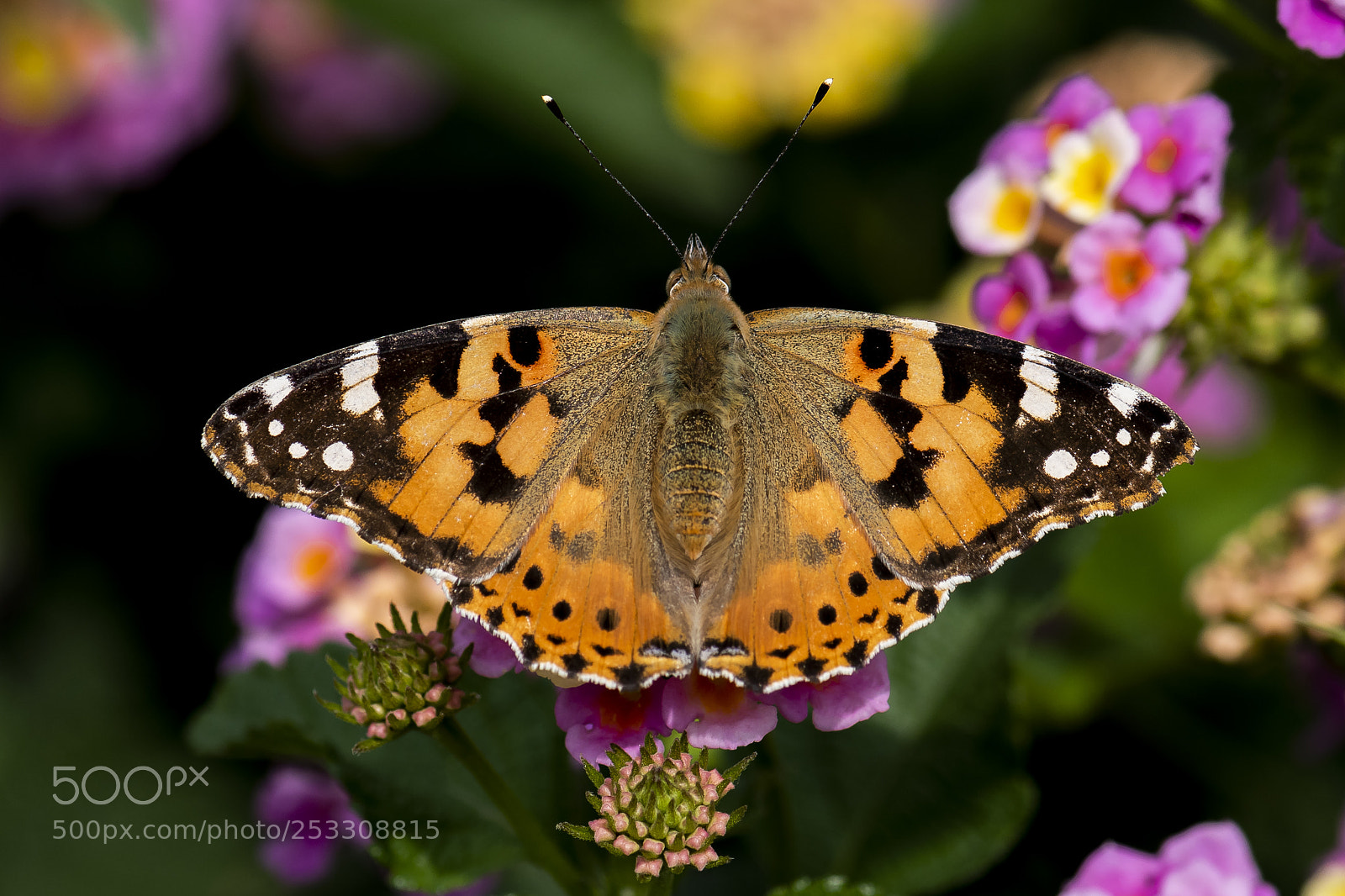 Nikon D810 sample photo. Butterfly.. photography