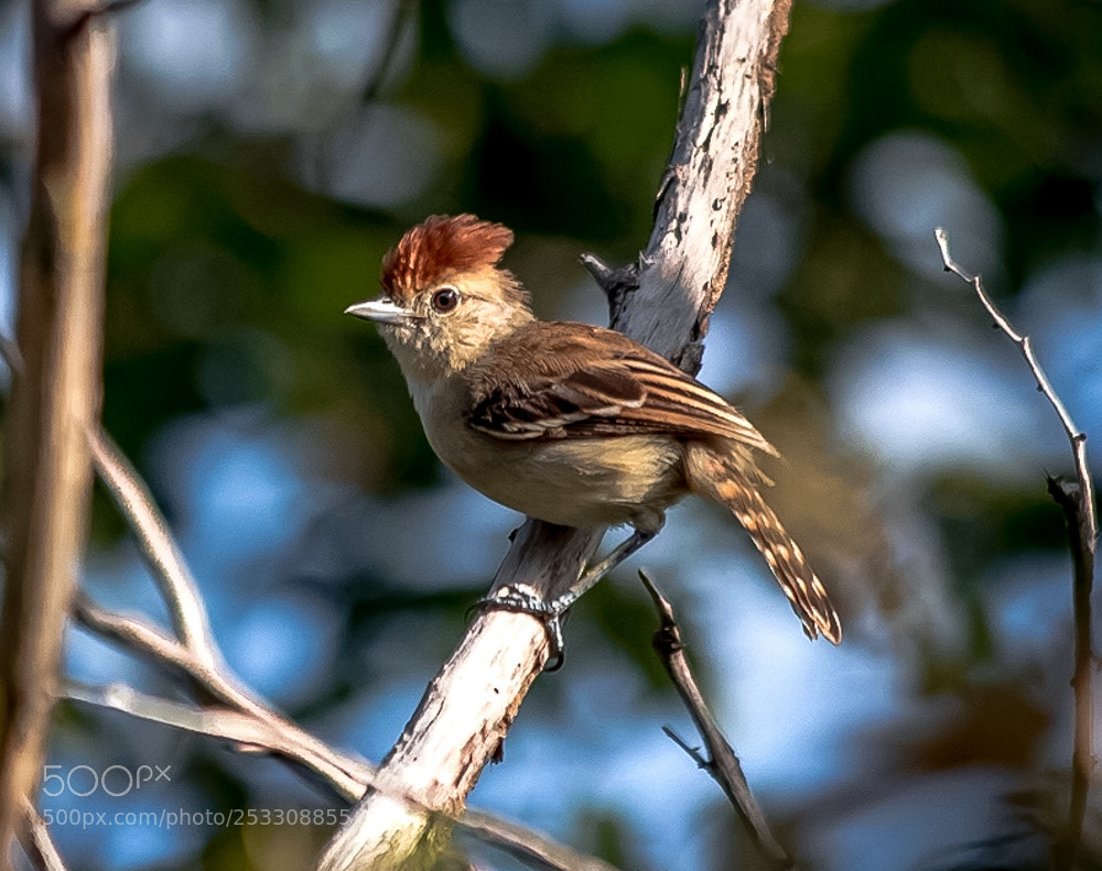 Canon EOS 700D (EOS Rebel T5i / EOS Kiss X7i) sample photo. Silvery-cheeked antshrike-female sakesphorus cristatus photography