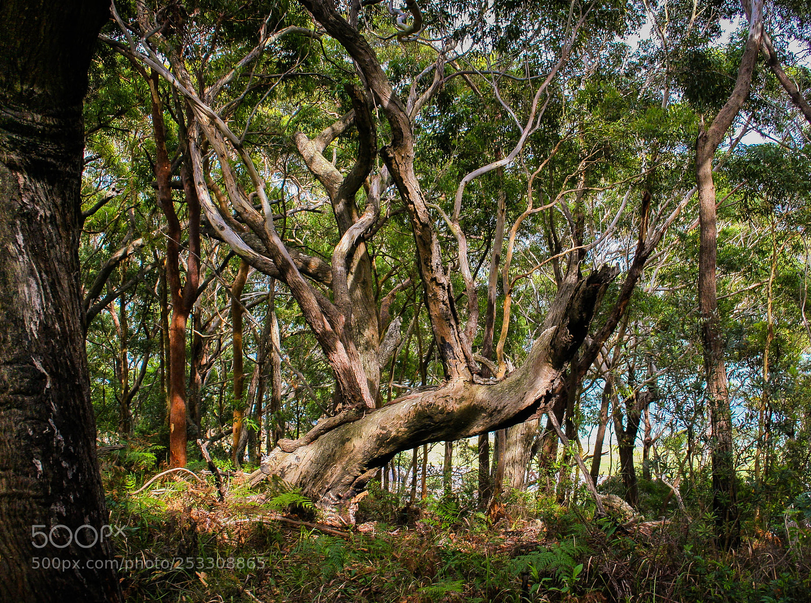 Canon EOS 20D sample photo. Old dead tree in photography