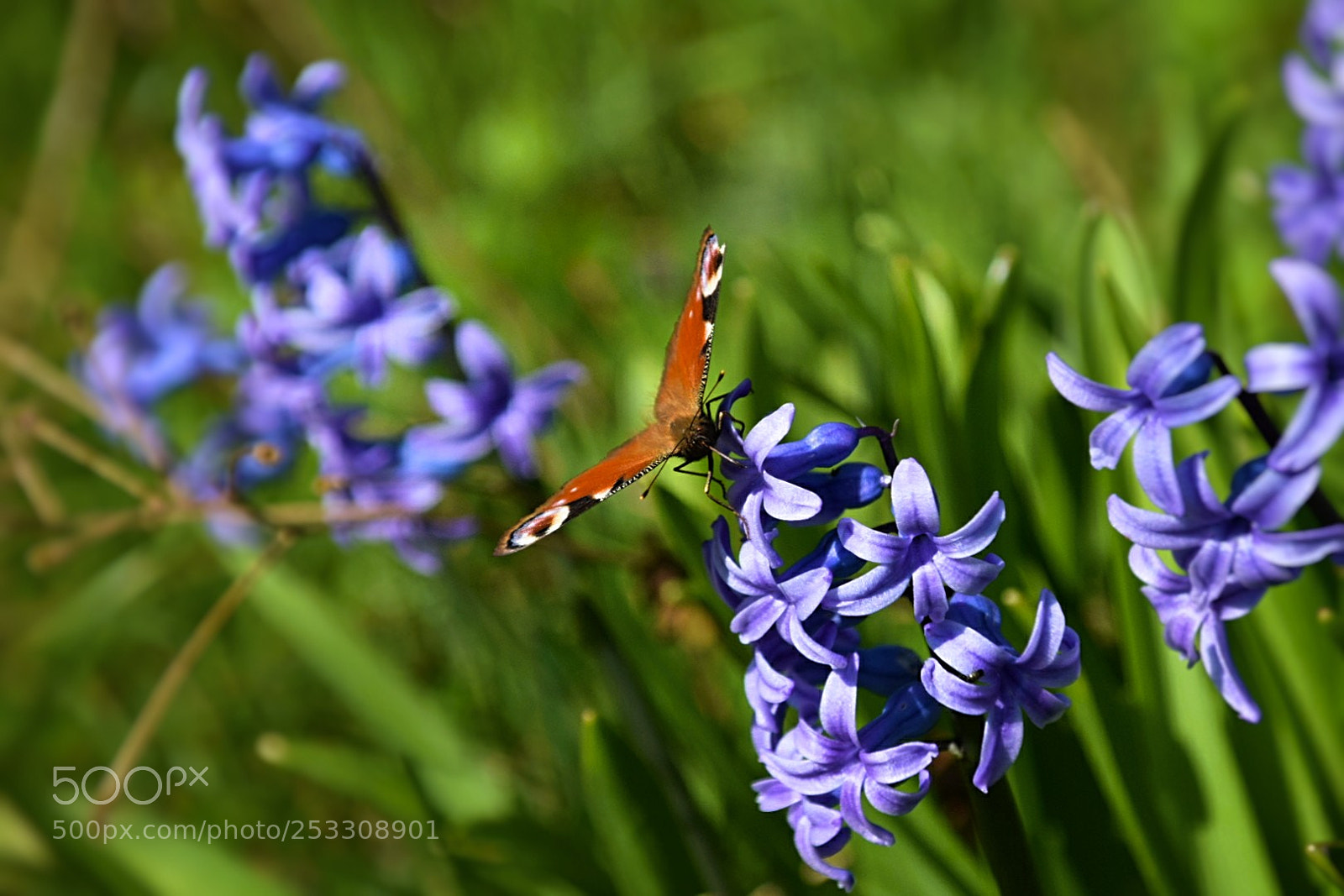Nikon D5300 sample photo. Admiral beim picknick! photography