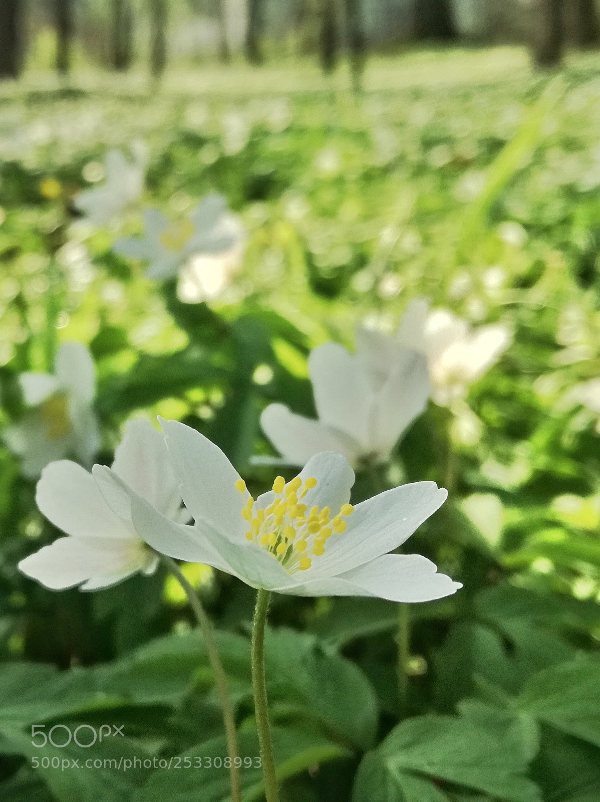 HUAWEI P9 LITE sample photo. Zawilce photography