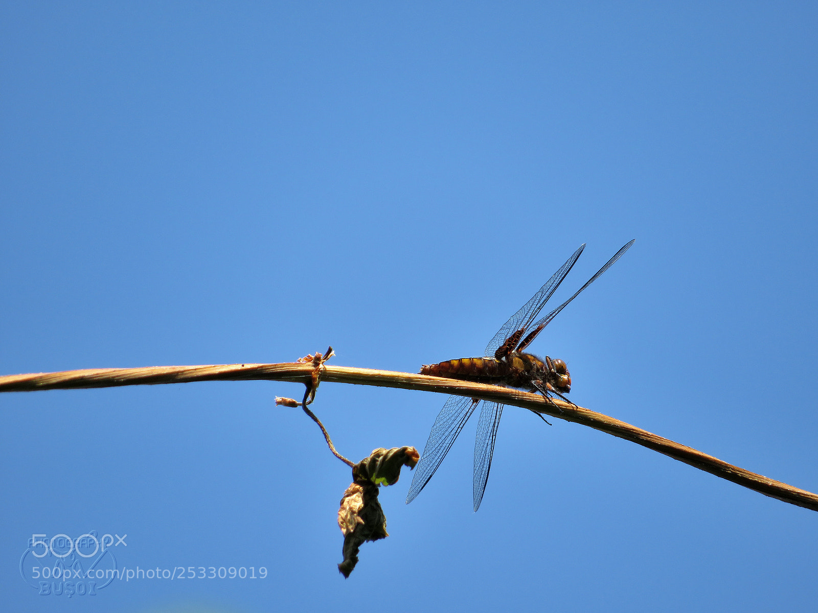 Canon PowerShot SX540 HS sample photo. Dragonfly_2 photography