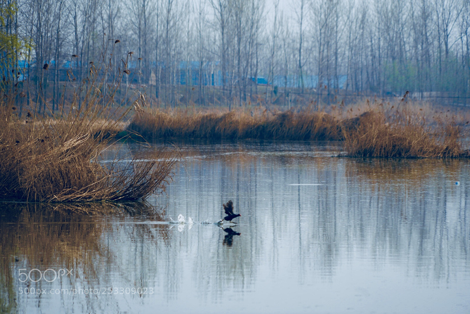 Sony a7R III sample photo. 春晓 photography