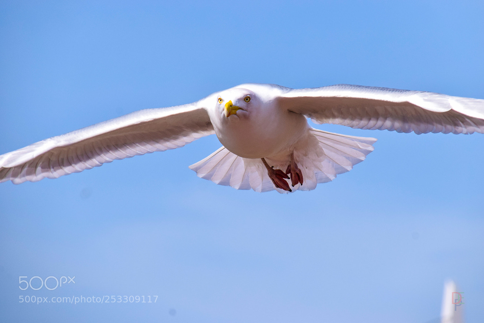 Nikon D5300 sample photo. Seagulls photography