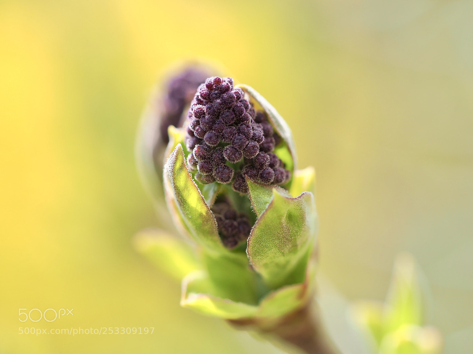 Olympus OM-D E-M10 II sample photo. Lilac bud  — in detail photography